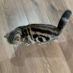 Scottish fold female
