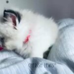 sold Cherish Lewis Orea| Seal Bi ragdoll kitten boy