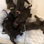 full puppie boxers