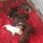 full boxer puppies