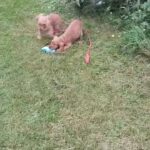 Golden cocker spaniels puppies