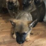 gorgeous german shepherd puppies