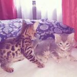 Pure Bengal Kittens 2 boys and 2 girls