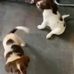 3 pups left English Springer Spaniels