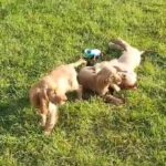 Beautiful Golden Cocker Spanial Puppies