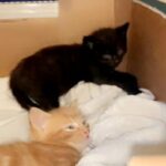 3 beautiful kittens