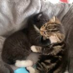 Tabby x Persian kittens, 4 female 1 male