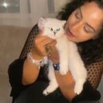 Silver Tip British Shorthair Boy