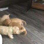 Stunning miniature labradoodles