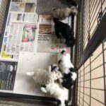 Lhasapoos Lhasa X poodle