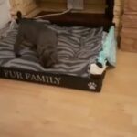 *REDUCED PRICE* -2 GORGEOUS blue Staffordshire pups left to 5 star home in Islington