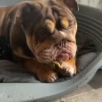 female chocolate English bulldog