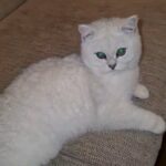 Silver Tip British Shorthair Boy