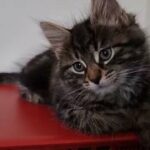 Kitten
