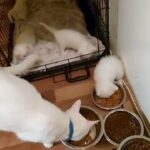 Turkish Angora Mixed Breed