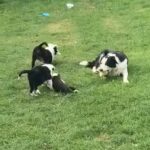 Border collie pups 3 beautiful boys in Wakefield