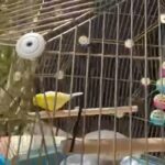 canary and bird cage