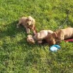 Adorable golden cocker spaniels