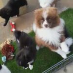 Full Pomeranian Puppies