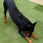 Outstanding Doberman boy