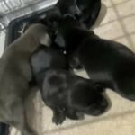 miniature dauschund