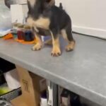 Isabella carrier Girl French bulldog KC