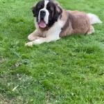 Saint Bernard puppies available