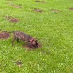 Staffordshire bull terrier cross