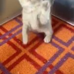 Ready to go British shorthair kitten