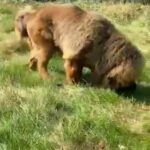 Tibetan Mastiff female