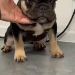 female Isabella carrier French bulldog