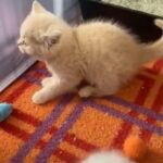 ready to go British shorthair Cream Boy