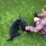 German Shepard puppies