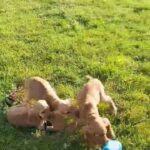 Adorable cocker spaniel pups