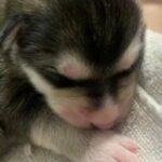 male malamute puppy