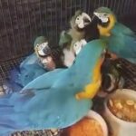 macaw parrots for sale