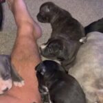 Staffordshire bull terrier ( four puppies left in Plymouth