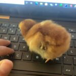 Various breeds cute baby chick hen rooster chicken