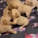 beautiful Labrador puppies