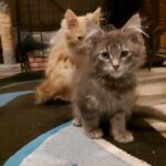 mainecoon kittens