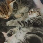 3 fluffy kittens