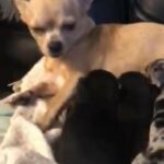 chihuahua pups
