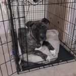 staffy x cane corsa