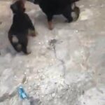 Pure Rottweiler puppies
