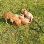 Adorable golden cocker spaniels