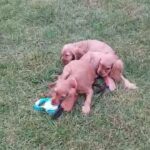 Gorgeous Cocker Spanial Puppies