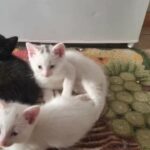 kittens