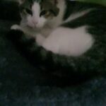 two kittens