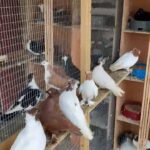 pigeons for sale