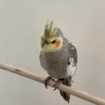 Tame cockatiels